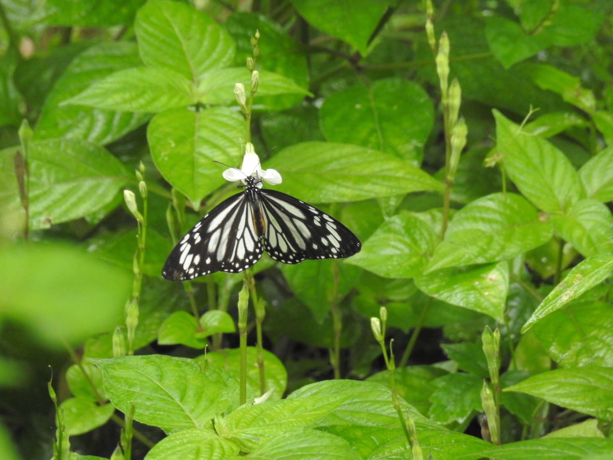 Image de Danaus (Anosia) melanippus subsp. edmondii Bougaunville 1837