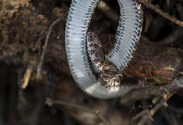 Imagem de Bothrops erythromelas Amaral 1923