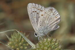 Imagem de Polyommatus albicans (Gerhard 1851)