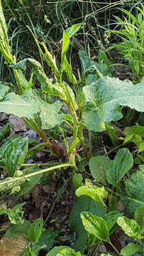 Imagem de Rumex obtusifolius L.