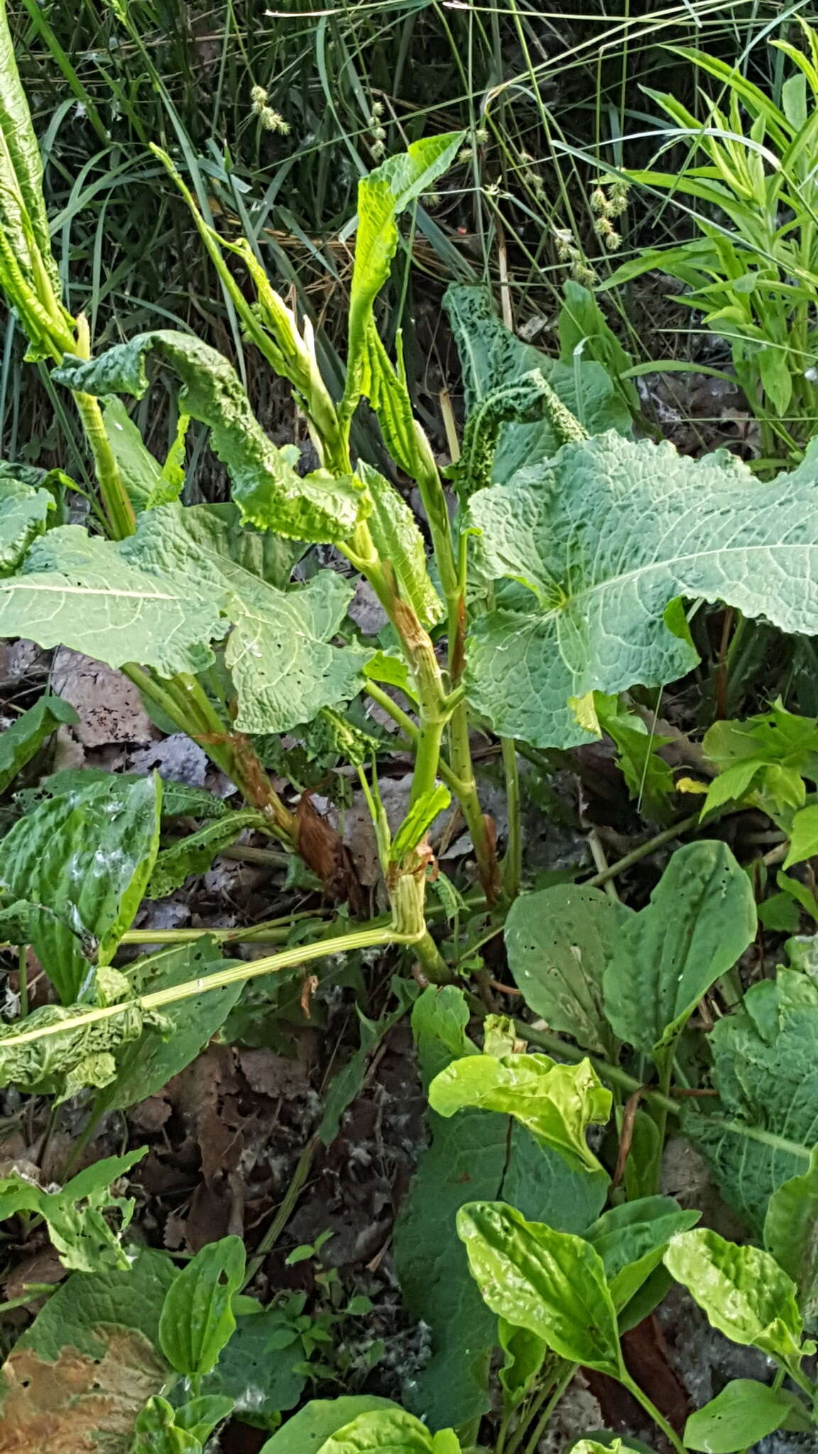 Imagem de Rumex obtusifolius L.