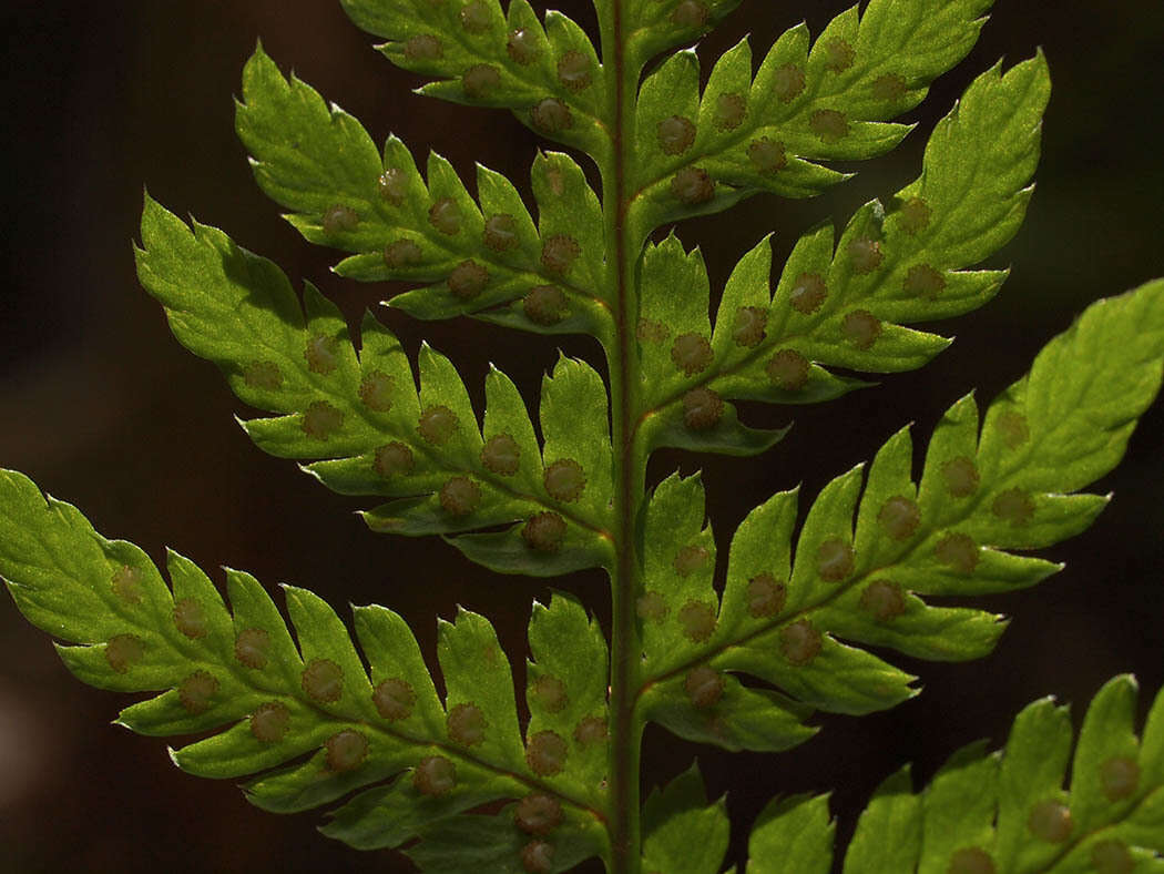 Image of spreading woodfern