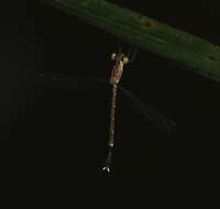 Image of Lestes praevius Lieftinck 1940