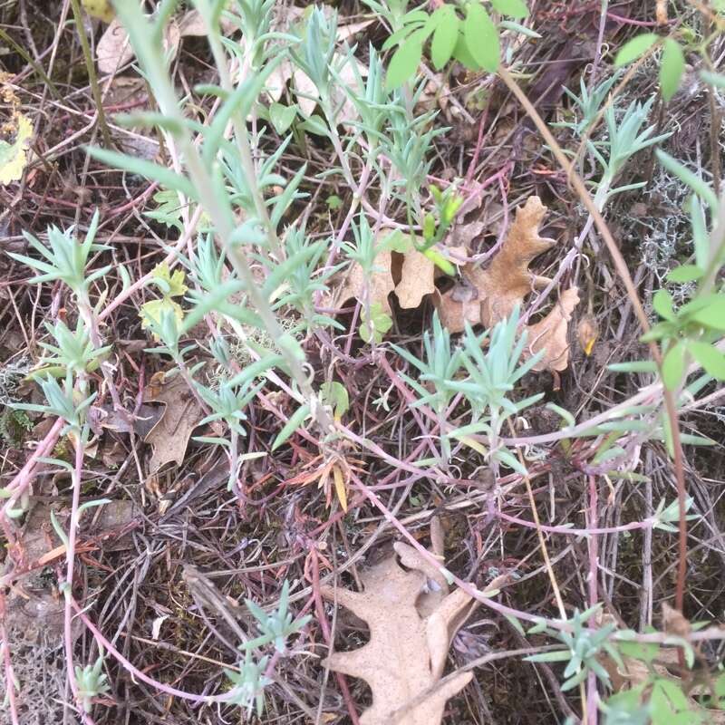 Image of Petrosedum pruinatum (Brot.) V. Grulich