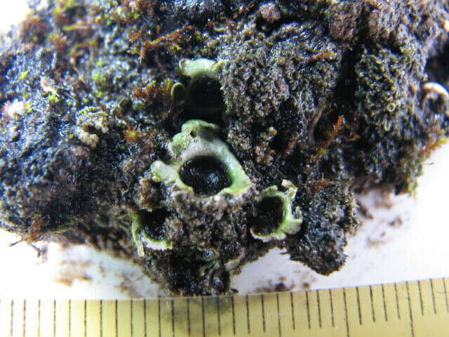 Image of chocolate chip lichen