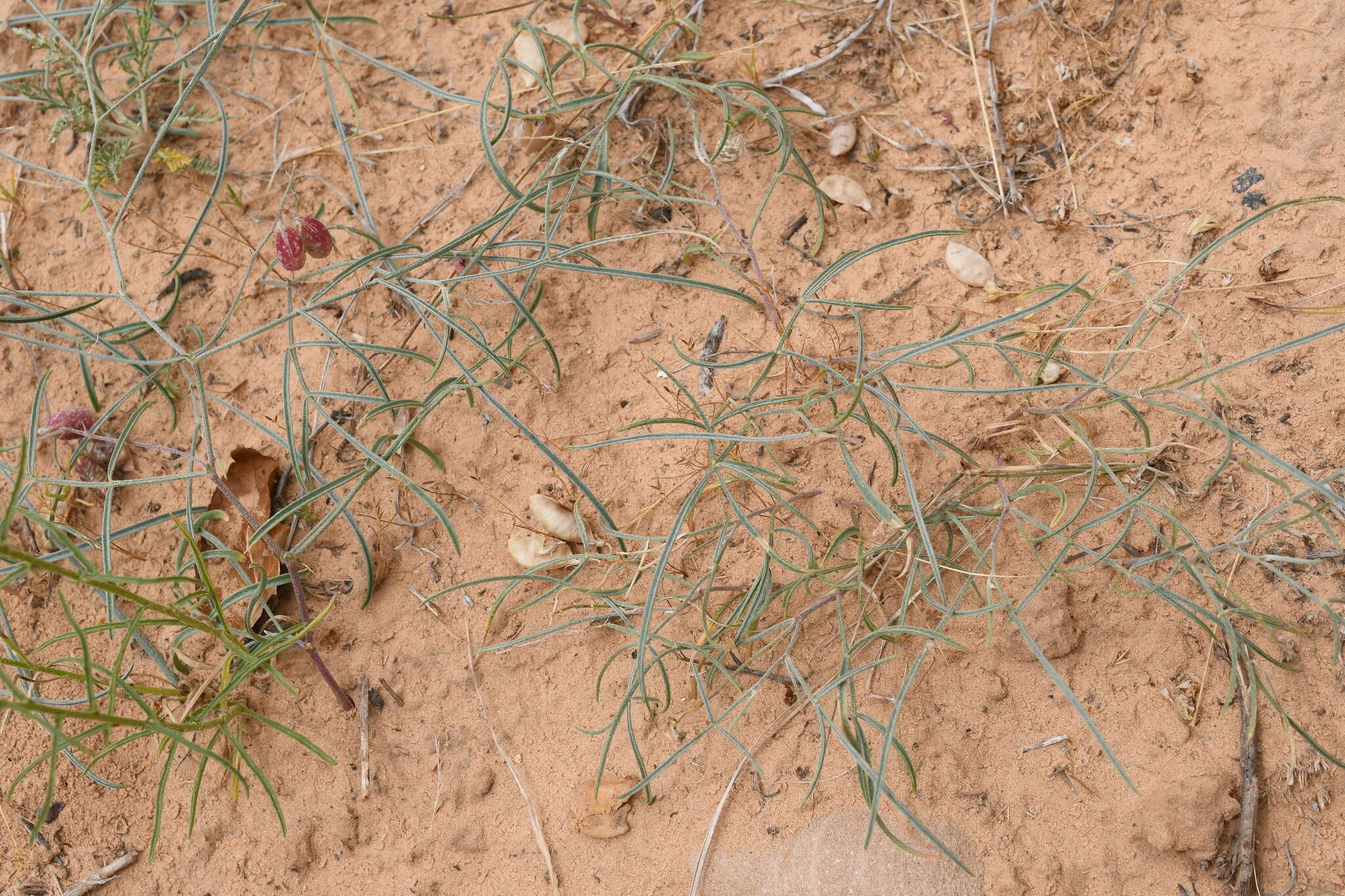 صورة Astragalus ceramicus Sheldon