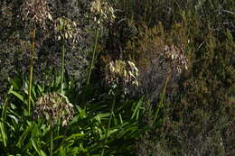 Image of Agapanthus praecox subsp. praecox