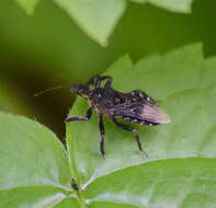 Image of Apiomerus venosus Stål 1872