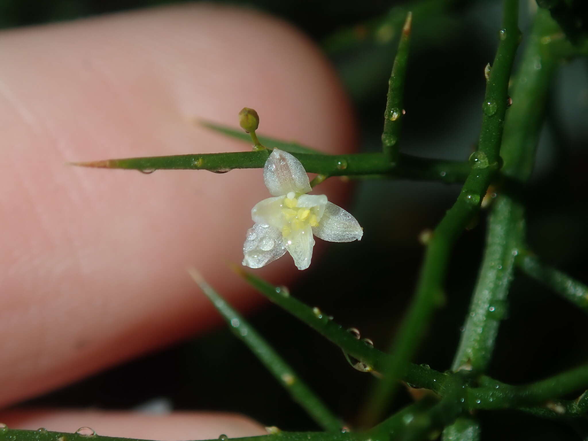 Image of Corynotheca micrantha var. acanthoclada (F. Muell.) R. J. F. Hend.