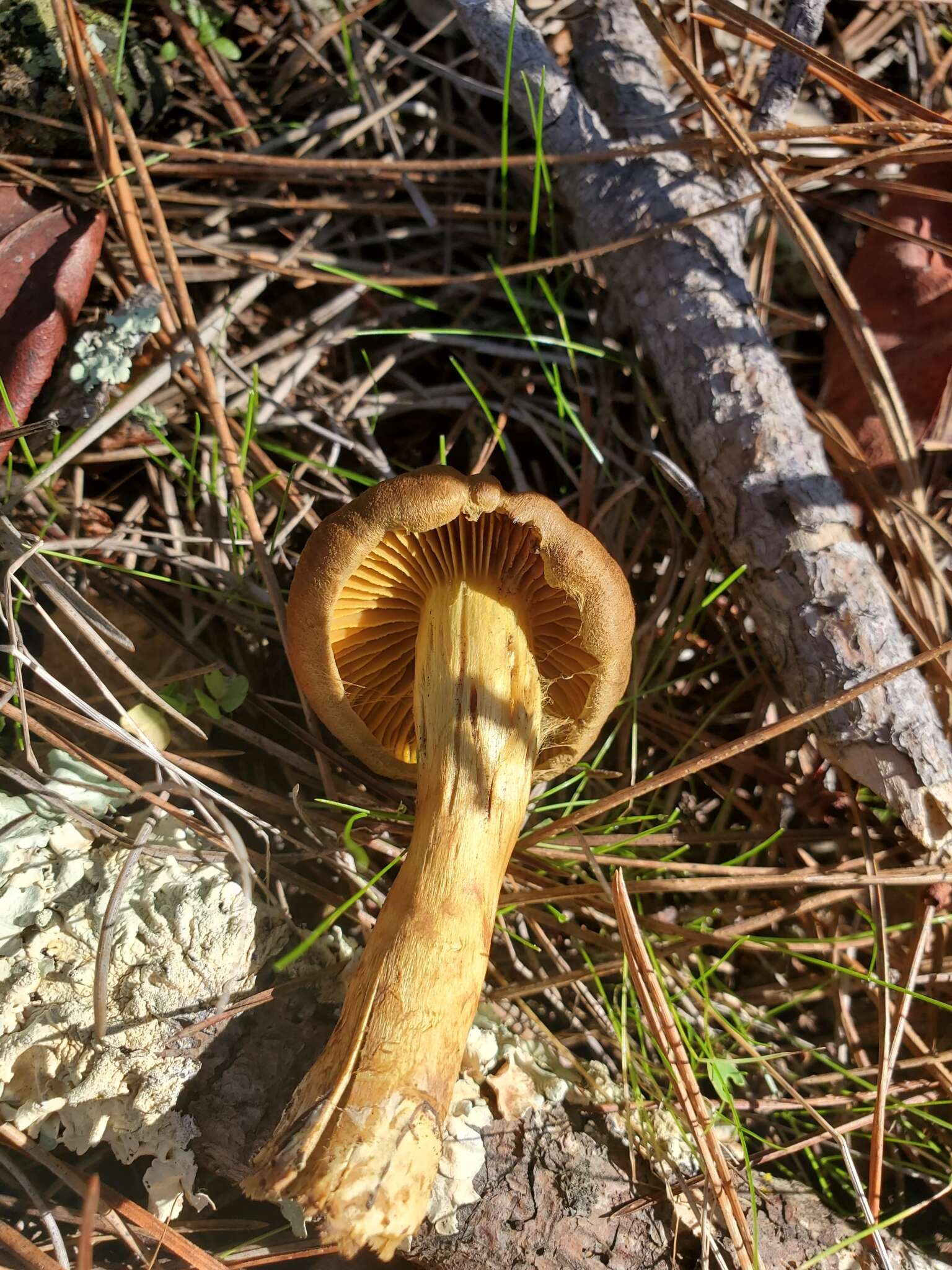 Sivun Cortinarius thiersii Ammirati & A. H. Sm. 1977 kuva