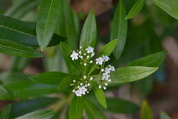 Image of Rauvolfia semperflorens Schltr.