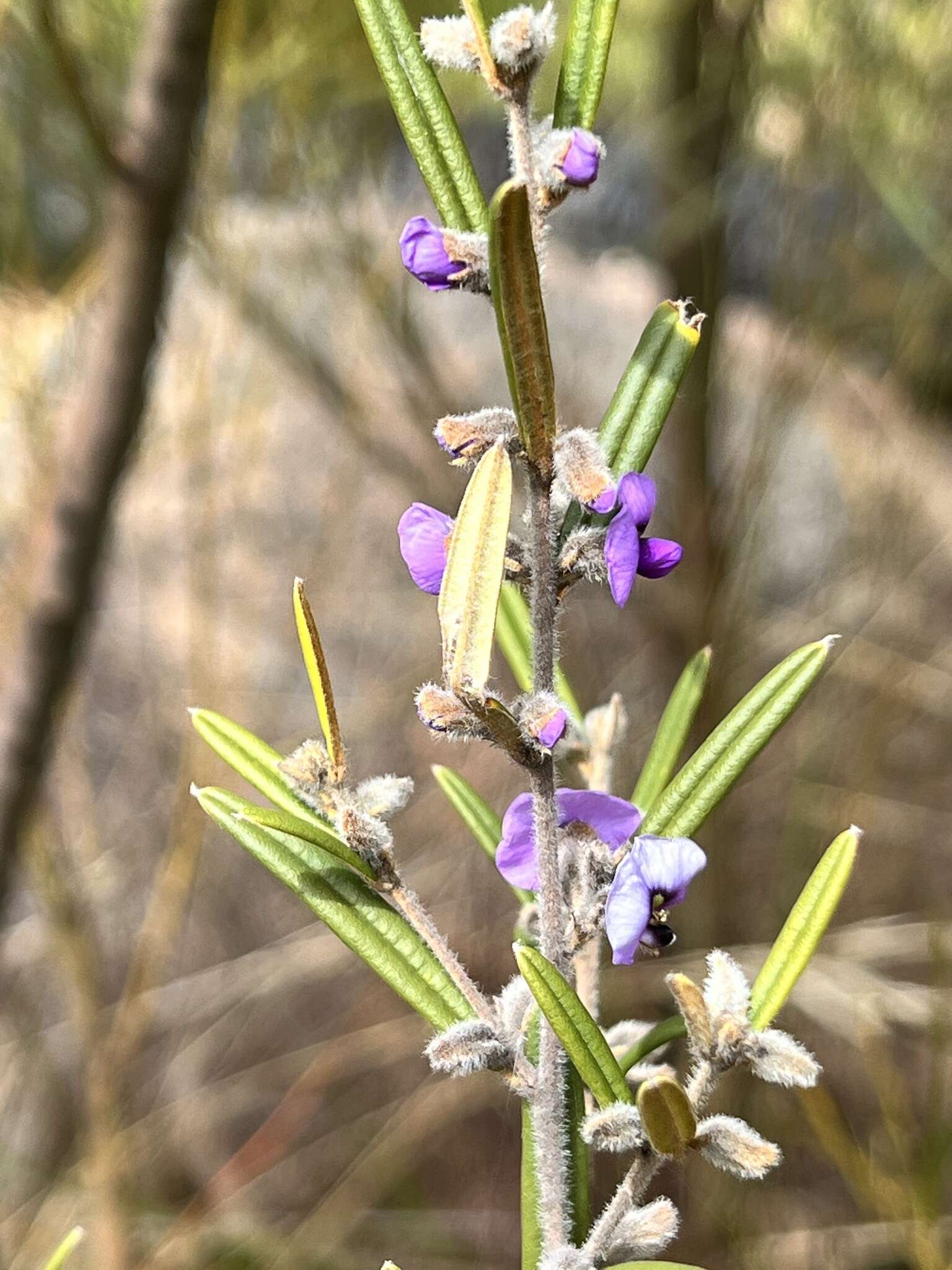 Hovea graniticola I. Thomps.的圖片