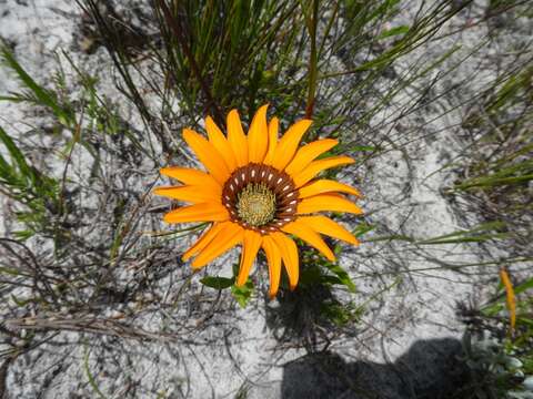 Image of Gazania pectinata (Thunb.) Hartweg