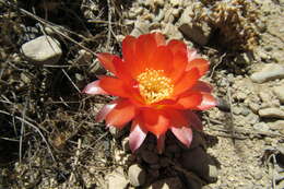 Imagem de Echinopsis pentlandii (Hook.) Salm-Dyck ex A. Dietr.