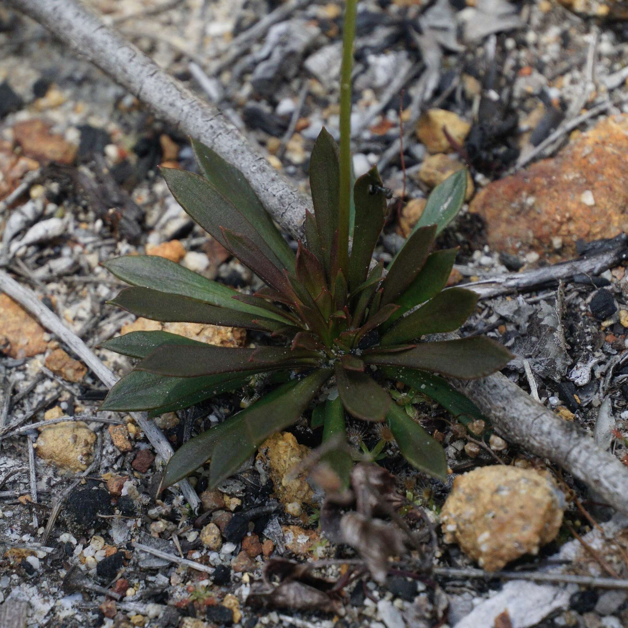 Image de Stylidium amoenum R. Br.