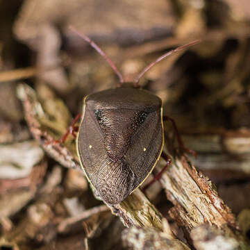 Image of Brachystethus geniculatus (Fabricius 1787)