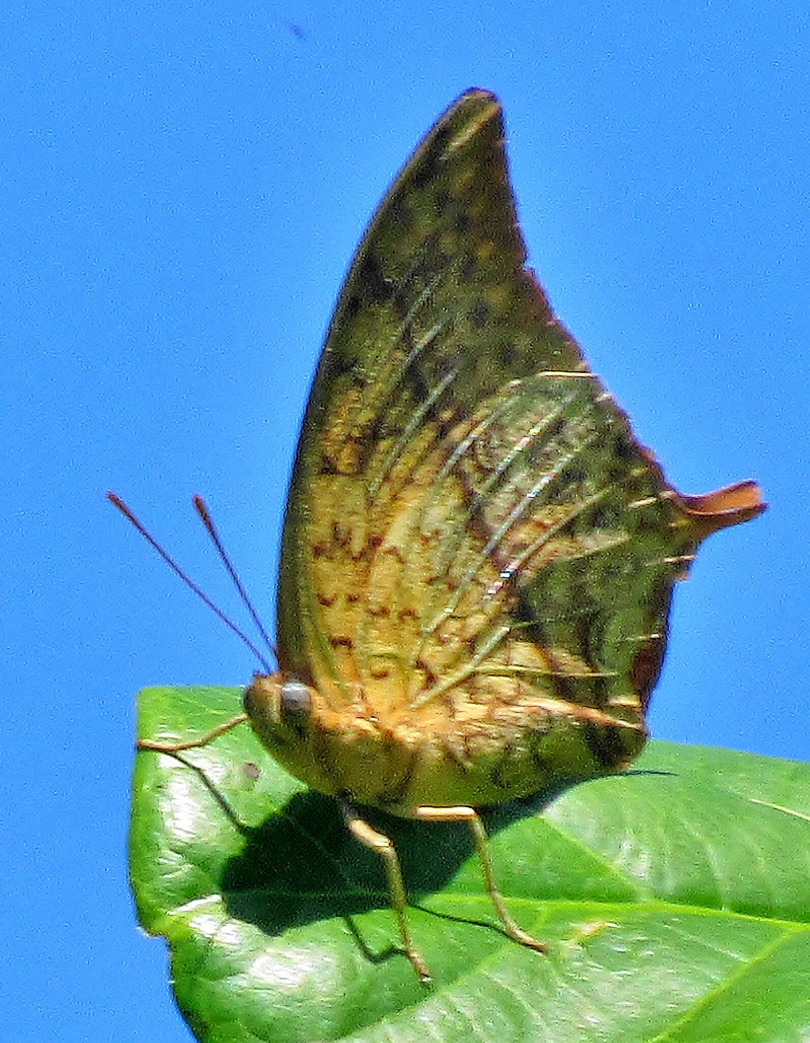 Imagem de <i>Charaxes <i>varanes</i></i> varanes