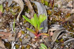 Image of Brachyscome perpusilla (Steetz) J. Black