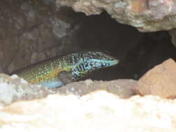 Image of African Five-lined Skink