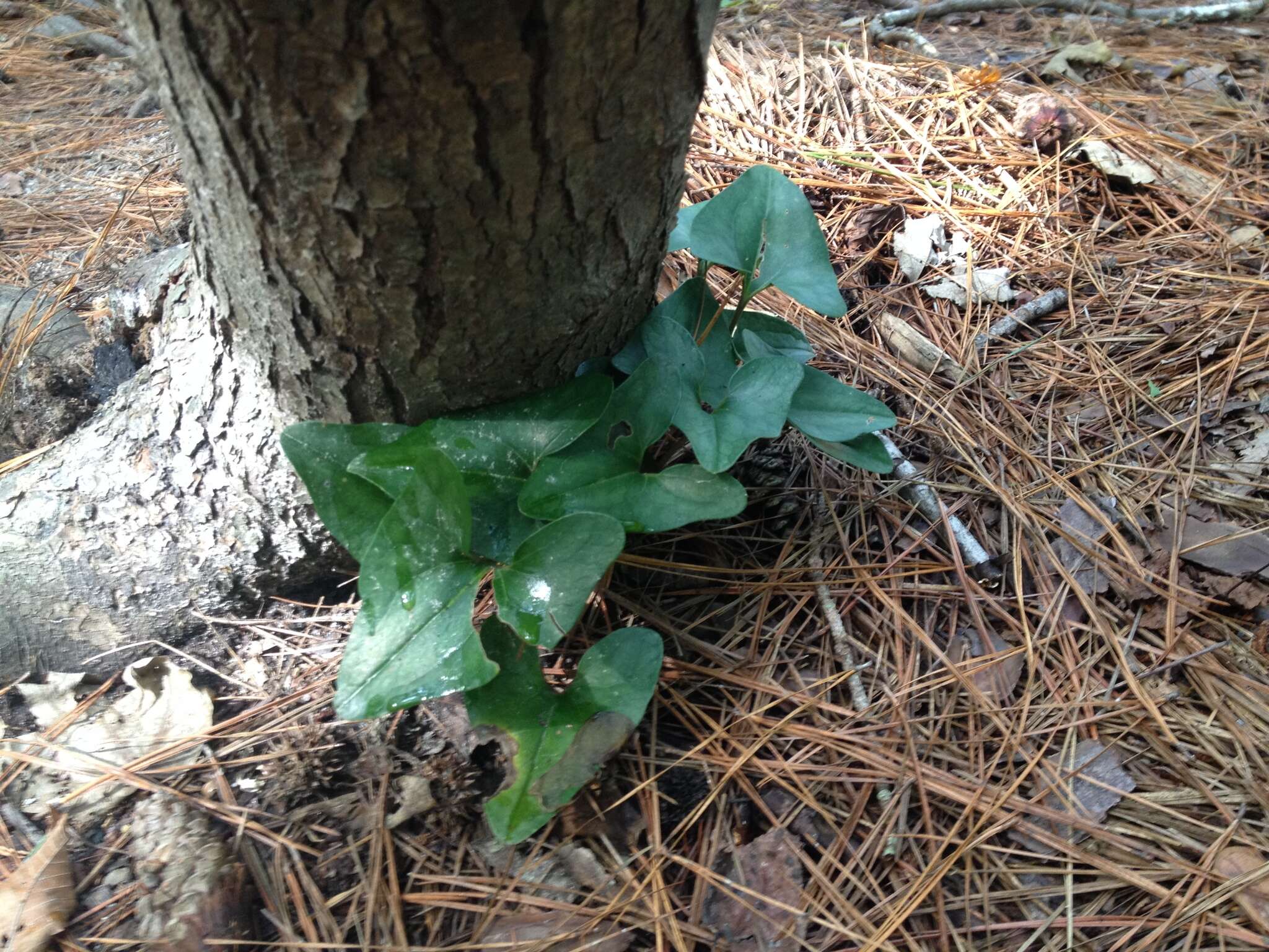 Image de Hexastylis arifolia (Michx.) Small