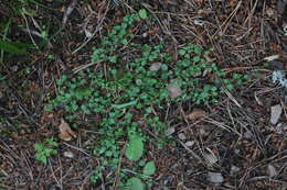 Image of Arenaria rotundifolia M. Bieb.