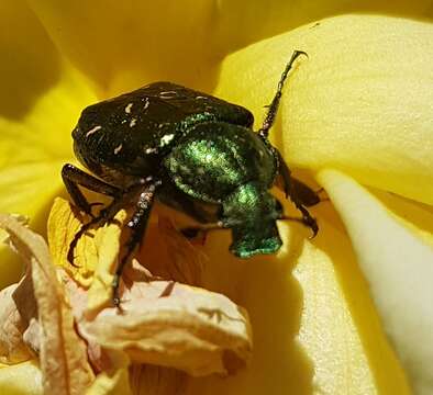 Image of Noble chafer