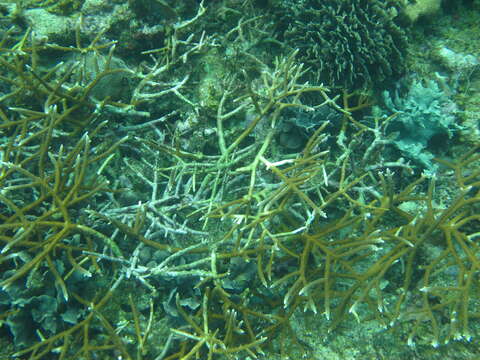 Image of Staghorn Coral