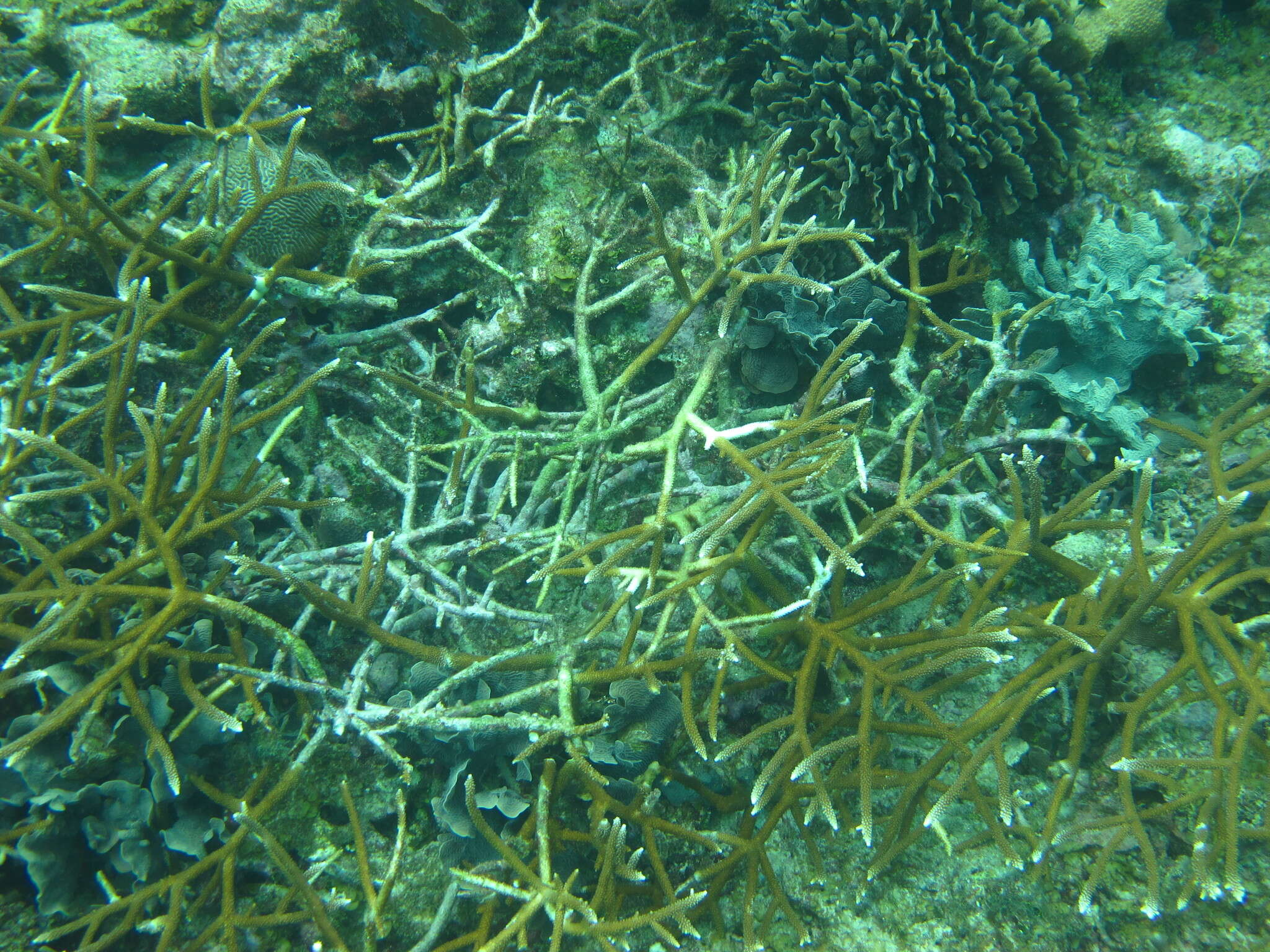 Image of Staghorn Coral