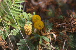 Image of Vachellia rorudiana (Christoph.) Seigler & Ebinger