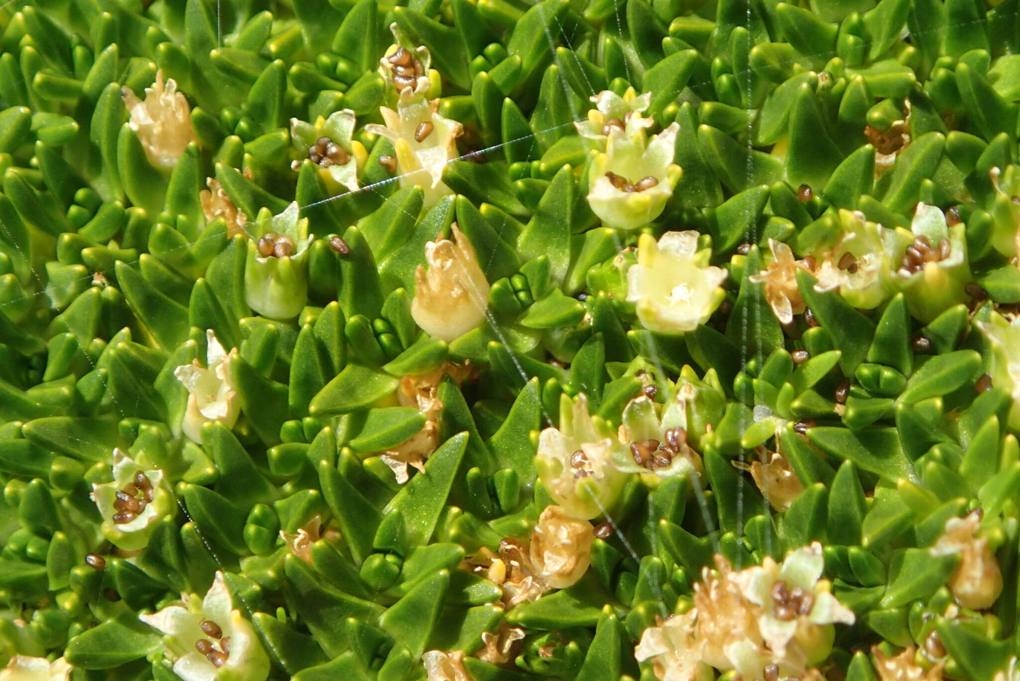 Image of Colobanthus muscoides Hook. fil.