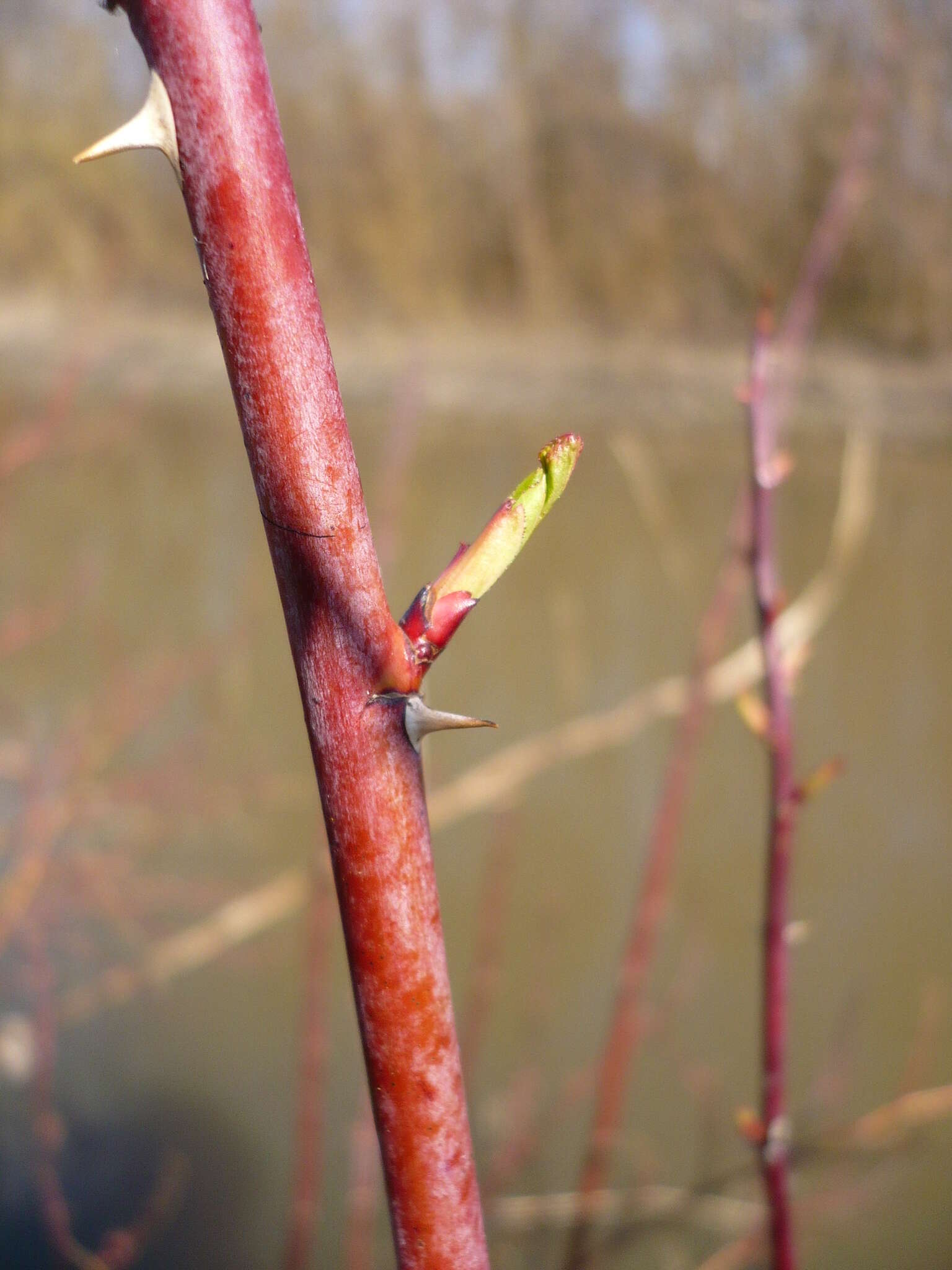 Image of Rosa glabrifolia C. A. Mey. ex Rupr.