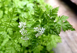 Image of garden chervil