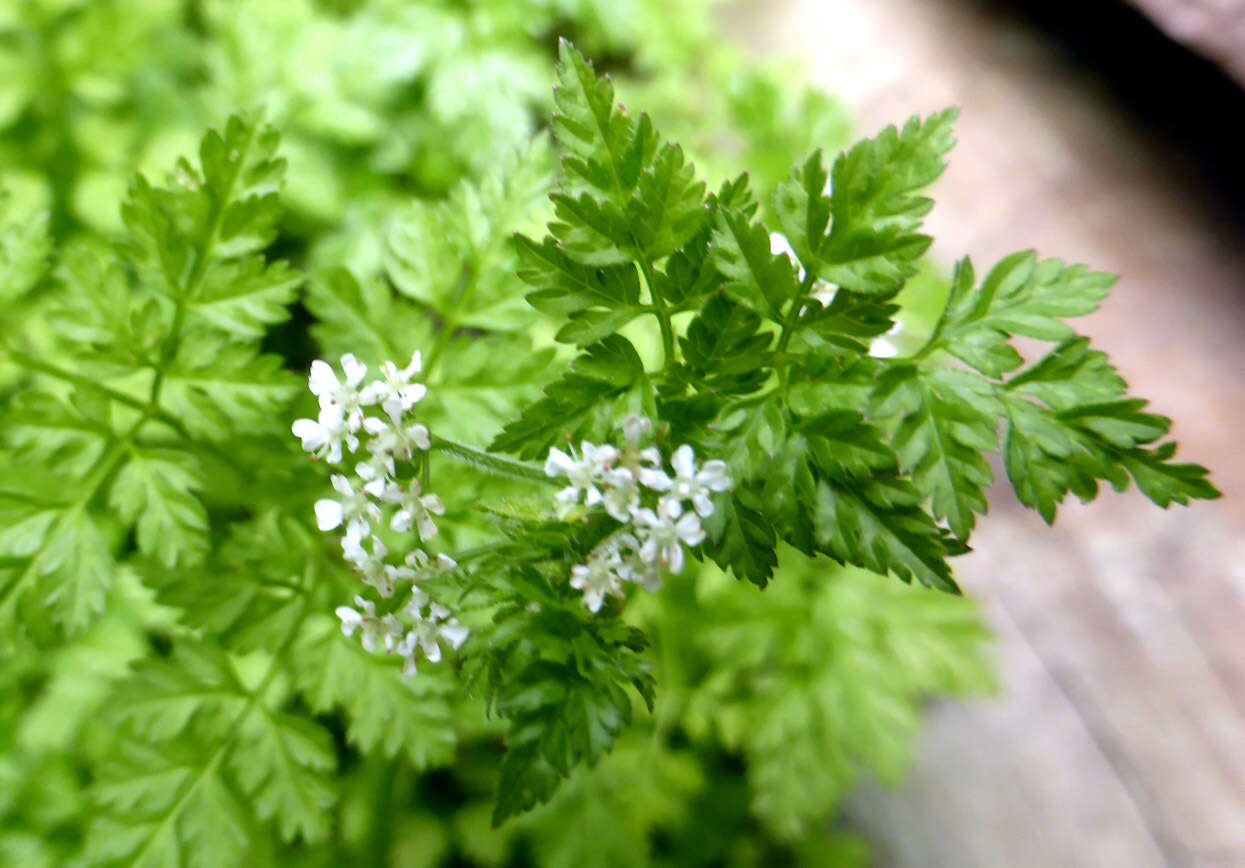 Imagem de Anthriscus cerefolium (L.) Hoffm.