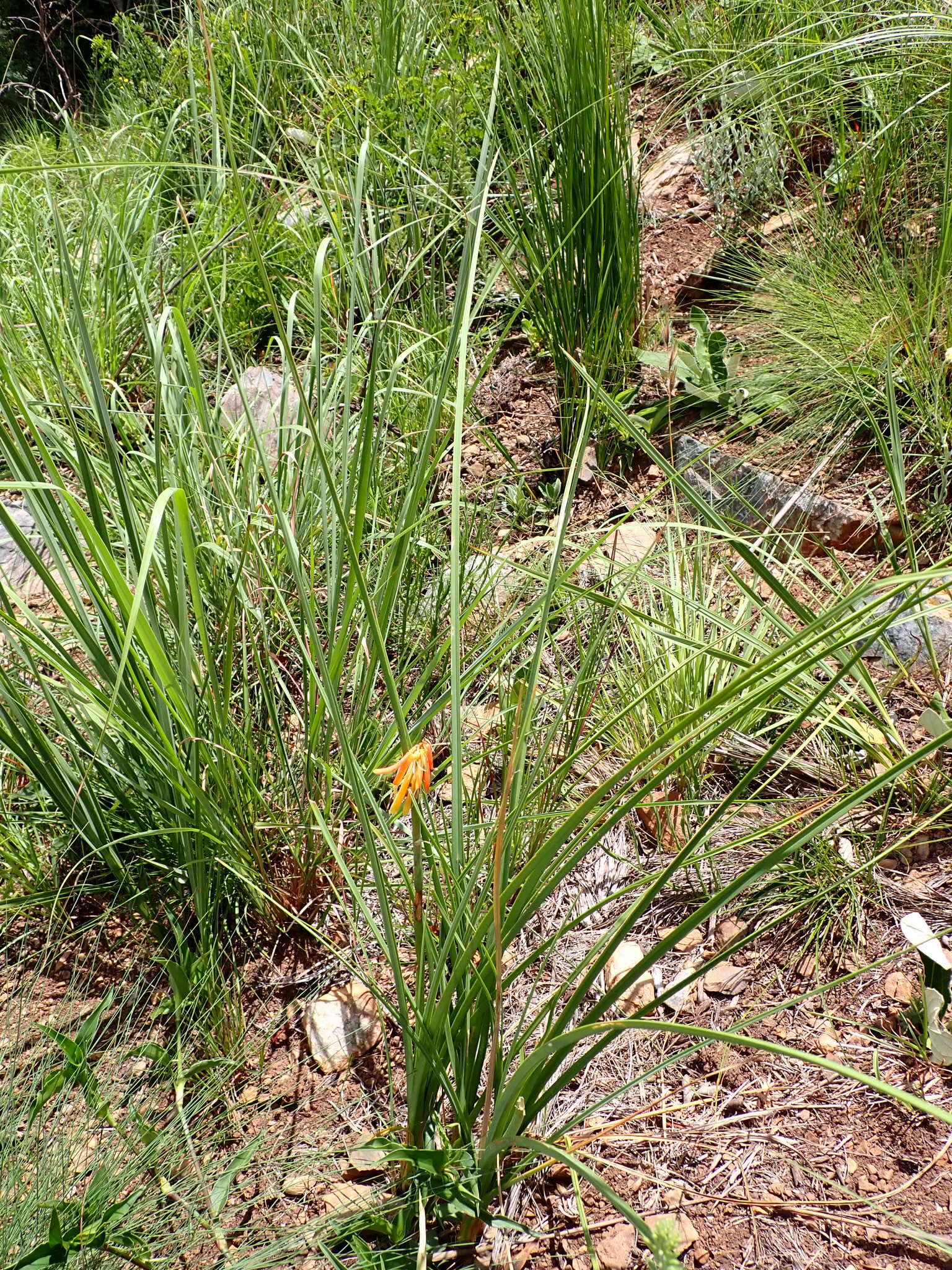 Imagem de Kniphofia galpinii Baker