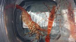 Image of dock shrimp