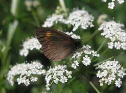 Erebia turanica Erschoff 1876 resmi