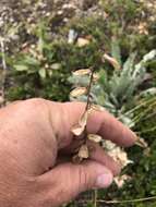 Image of blue nodding locoweed