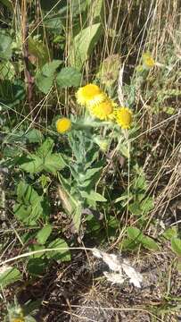 Image of common fleabane