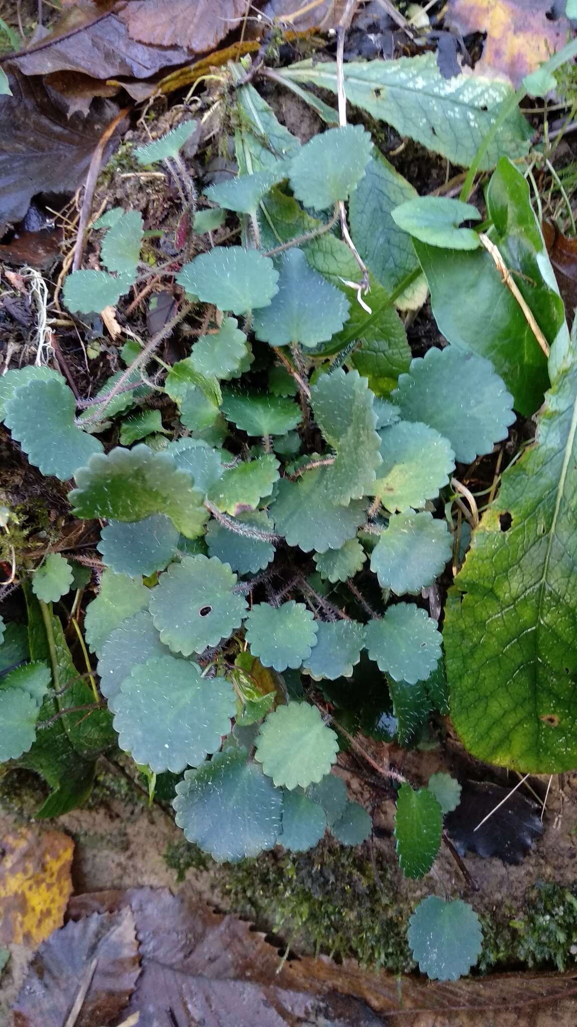 Imagem de Saxifraga hirsuta L.