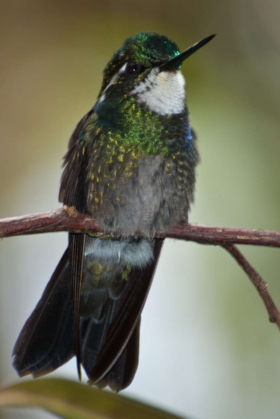 Image of White-throated Mountain-gem