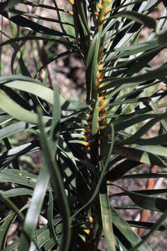 Macrozamia plurinervia (L. A. S. Johnson) D. L. Jones resmi