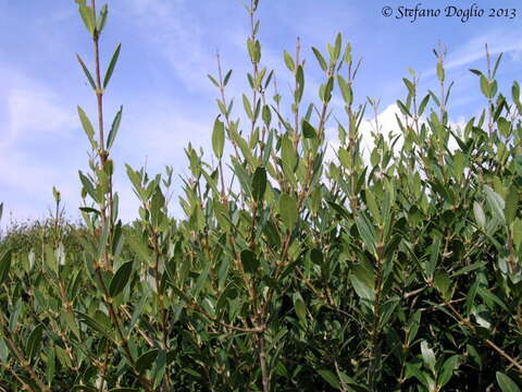 Image de Phillyrea latifolia L.