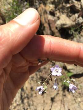 Image of Saltugilia caruifolia