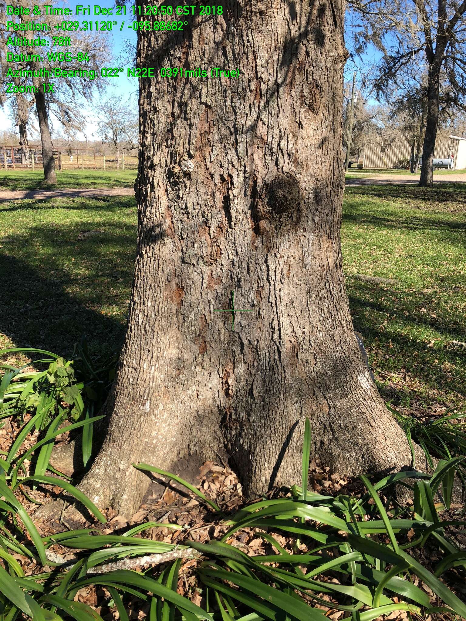 Sivun Quercus sinuata var. sinuata kuva