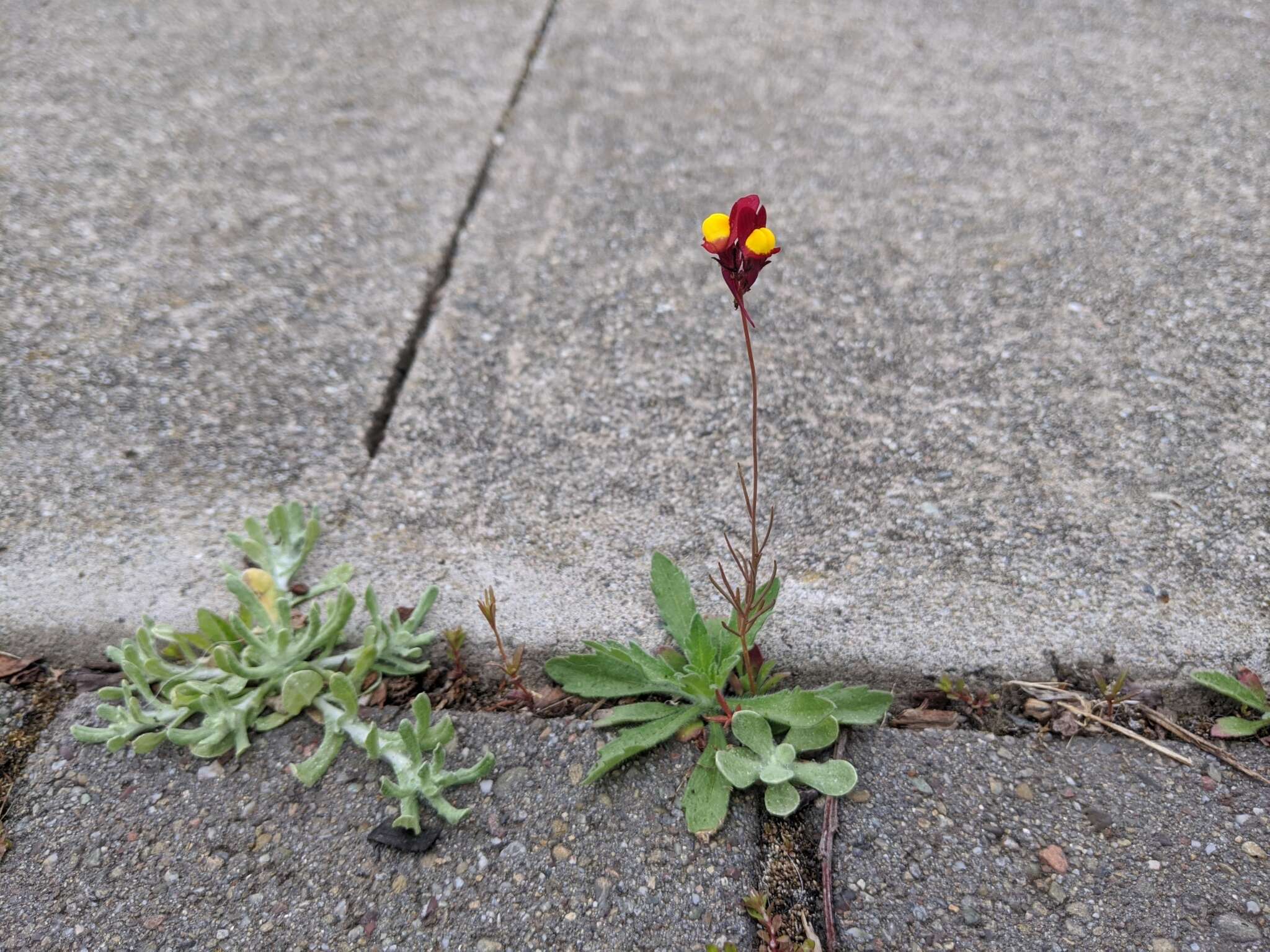 صورة Linaria pinifolia (Poir.) Thell.