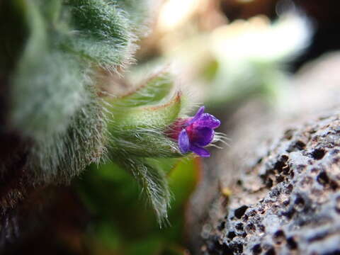 Image of Myosotis antarctica Hook. fil.