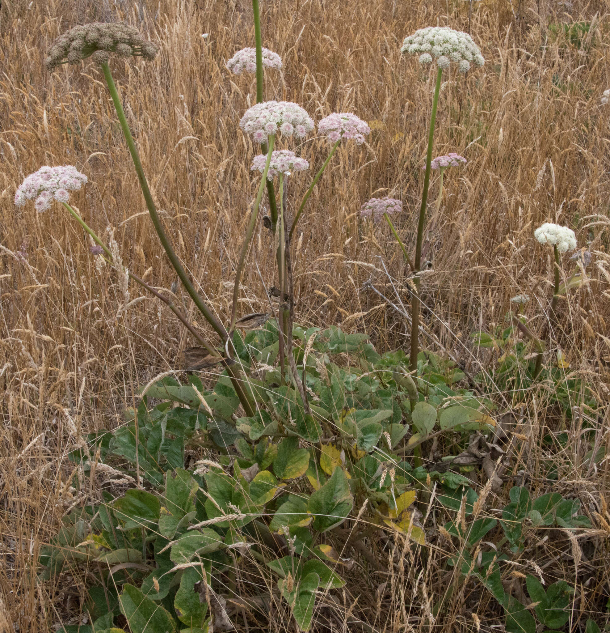 Image of Henderson's angelica