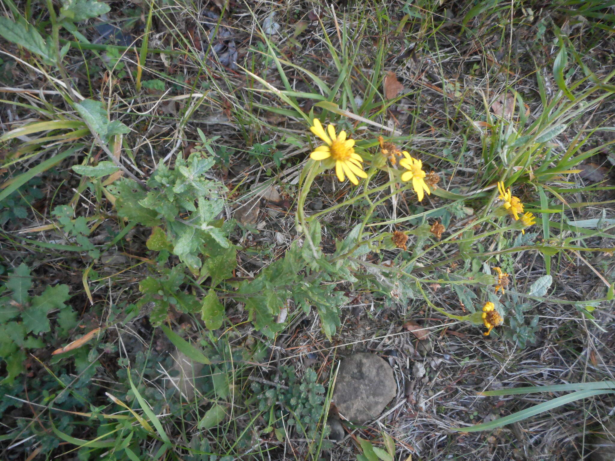 Plancia ëd Jacobaea erucifolia (L.) Gaertn. Mey. & Scherb.