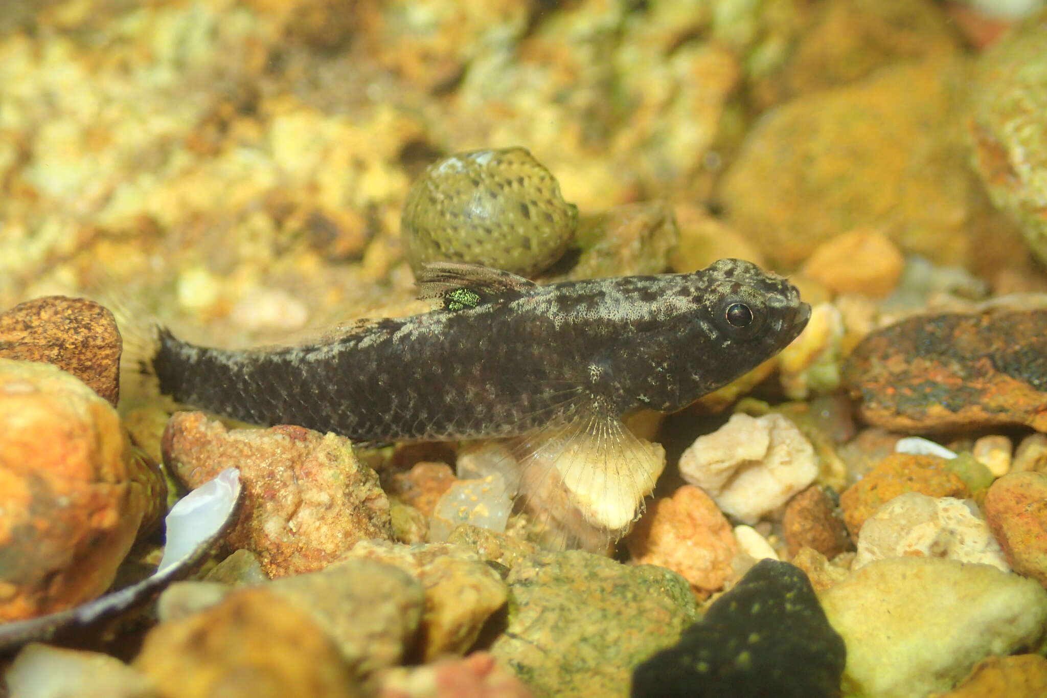 Image of Bigmouth Goby