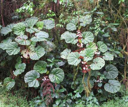 Image of Begonia baccata Hook. fil.